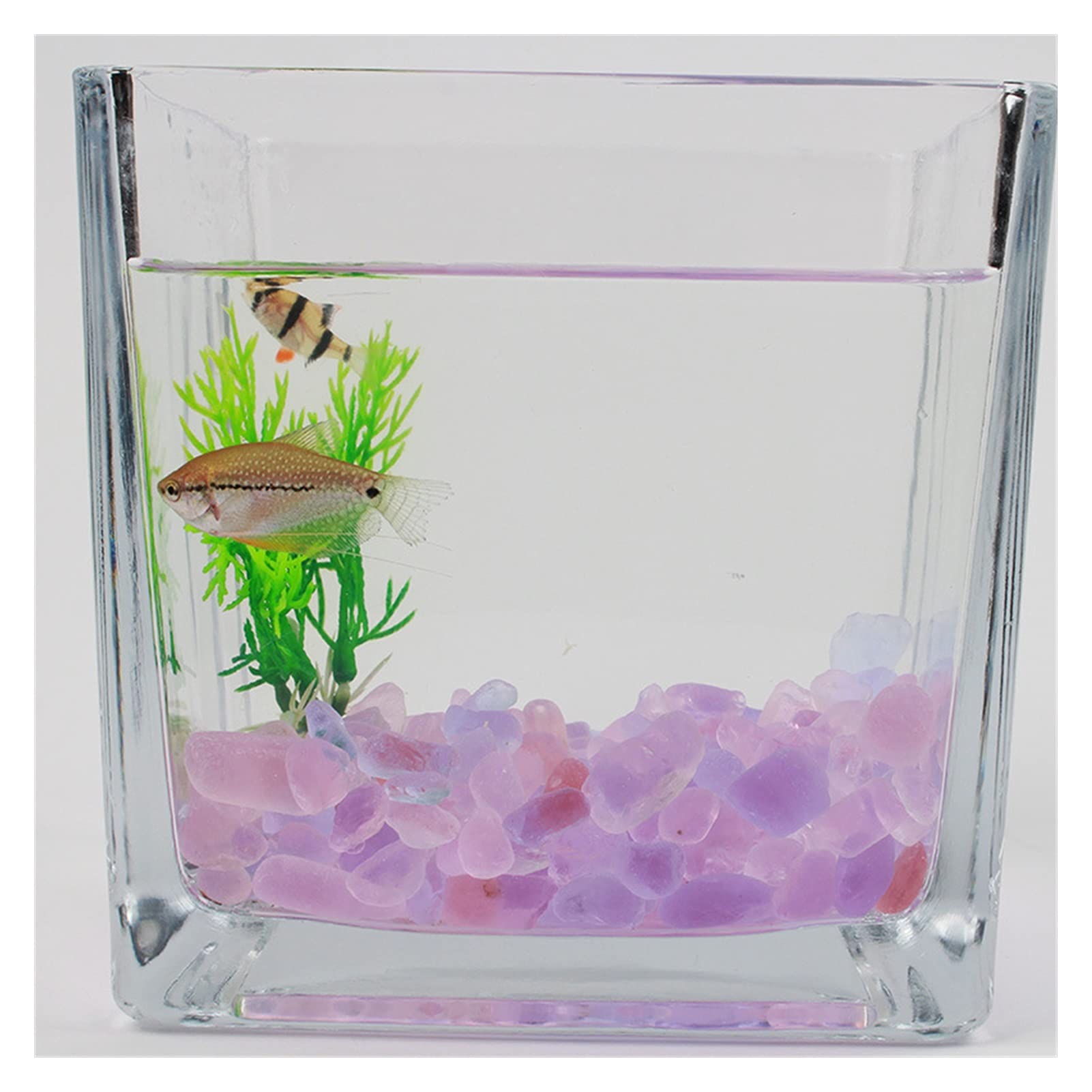 Amazon.co.jp: 水槽用飾り石 260G魚タンク装飾石の飾り石水族館の底砂